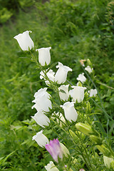 Image showing White bellflower