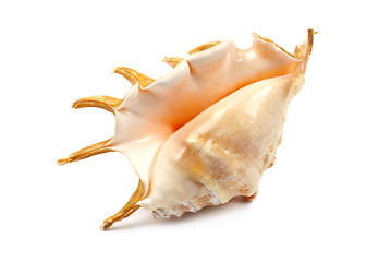 Image showing Seashell With Spines