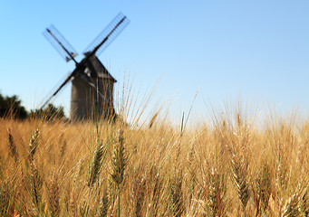 Image showing Wheat field