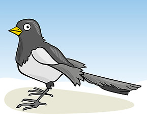 Image showing Magpie