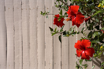 Image showing Hibiscus Red flowers