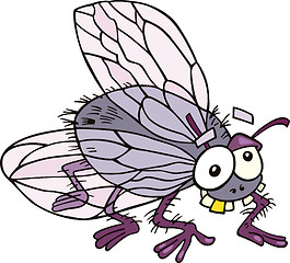 Image showing Fly