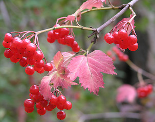 Image showing Branch of a viburnum