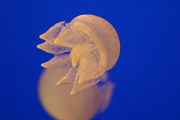Image showing Jellyfish