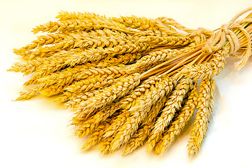 Image showing Wheat