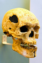 Image showing Skull