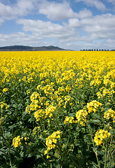 Image showing canola in the farm field