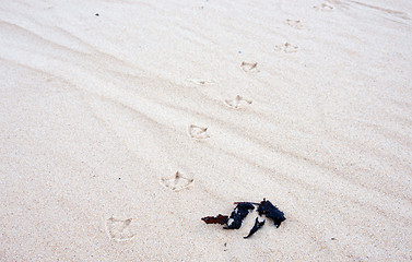 Image showing bird tracks in the sand