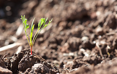 Image showing  little young plant sprout