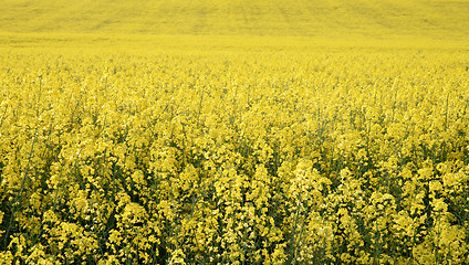 Image showing canola in the farm field