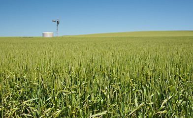 Image showing wheat grass in countryside