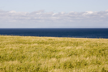 Image showing Grain Field