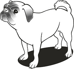 Image showing purebred pug for coloring book