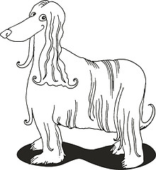 Image showing Afghan hound for coloring book