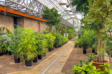 Image showing Flowers in modern greenhouse - houseplants