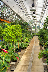 Image showing Flowers in modern greenhouse - houseplants