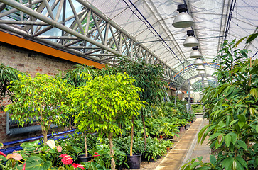 Image showing Flowers in modern greenhouse - houseplants