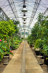 Image showing Flowers in modern greenhouse - houseplants