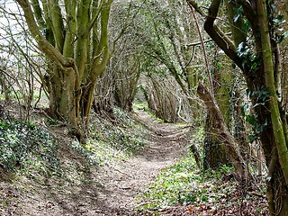 Image showing summer forest path