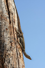 Image showing Goanna