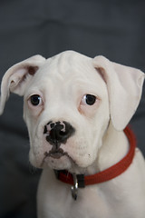 Image showing Boxer Puppy