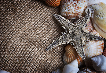 Image showing Seashells