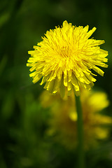 Image showing Dandelion blossom