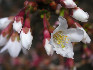 Image showing flowers and buds on a bush