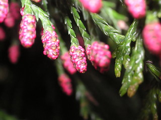 Image showing flowers on fir tree