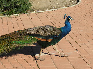 Image showing male peacock