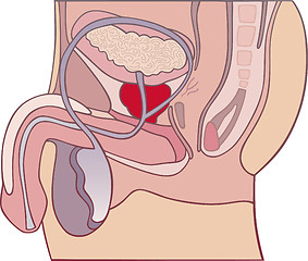 Image showing Prostate gland