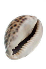 Image showing Seashell with dark spots