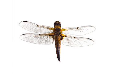 Image showing Dragonfly