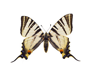 Image showing Iphiclides podalirius