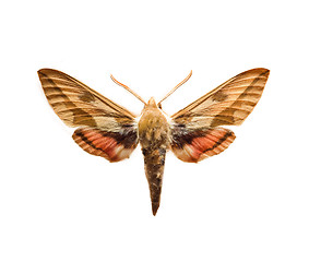 Image showing Sphingidae