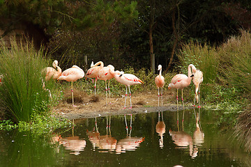 Image showing Flamingos in zoo