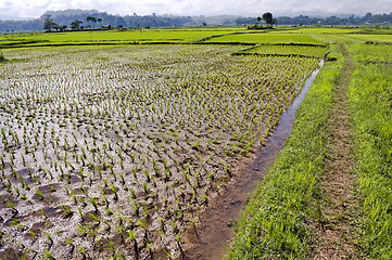 Image showing Green Rice Background