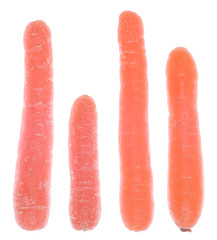 Image showing Carrots