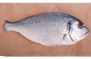 Image showing Dorado fish