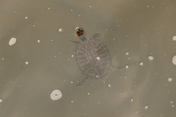 Image showing terrapin in the water