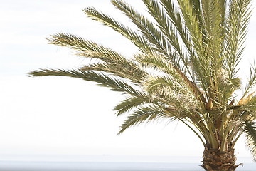 Image showing palm tree and sky