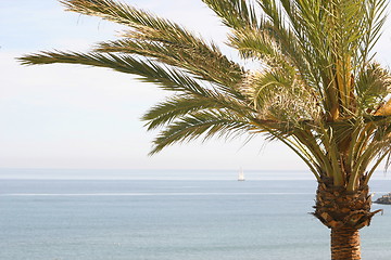 Image showing palm tree sea and sky