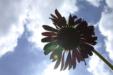 Image showing Cloudy Flower