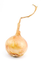 Image showing Onion on white