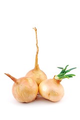 Image showing Onions on white