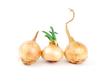 Image showing Onions on white
