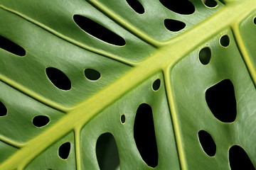 Image showing Monstara leaf