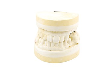 Image showing Dental prosthesis study model on white