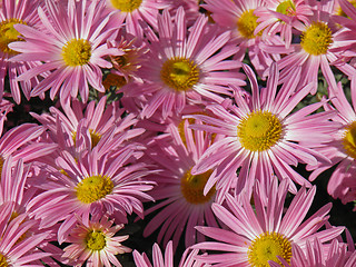 Image showing Chrysantemum