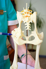 Image showing Hip dysplasia model of the dog